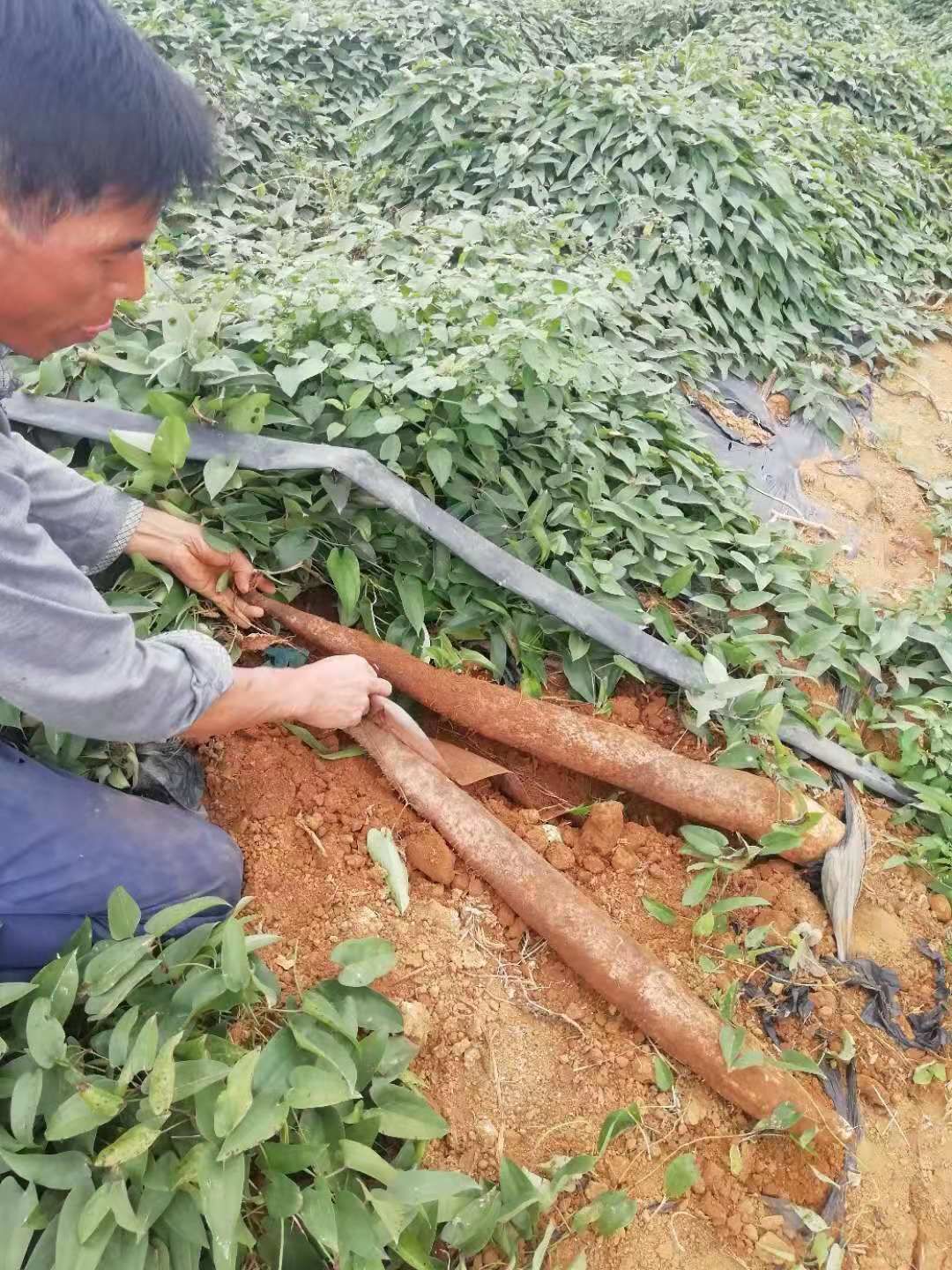 淮山藥 南寧本地小葉淮山大量有貨,廣西南寧市金陵鎮,便宜