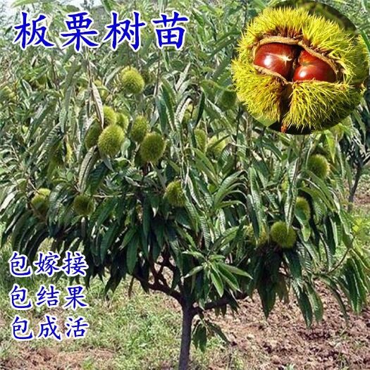 平邑县 嫁接大红袍板栗树苗基地直销现挖现卖包真苗