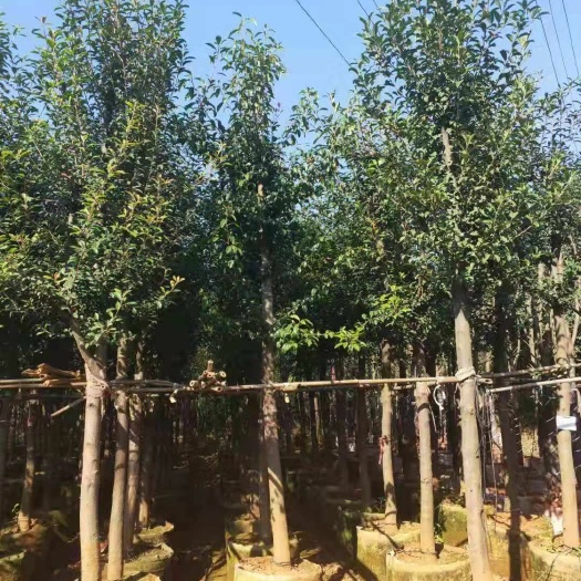 宜良县球花石楠  7-8分 袋苗
