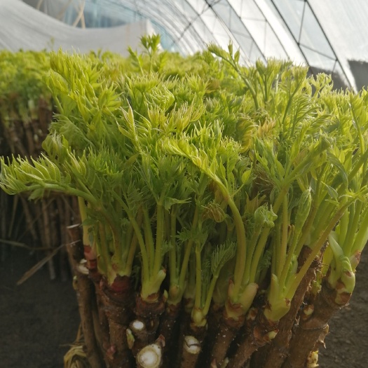抚顺县刺老芽 出售辽东山野菜大棚刺嫩芽，走亲访友男女通用安全，放心