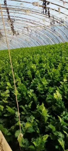 固安县西芹  暖棚芹菜