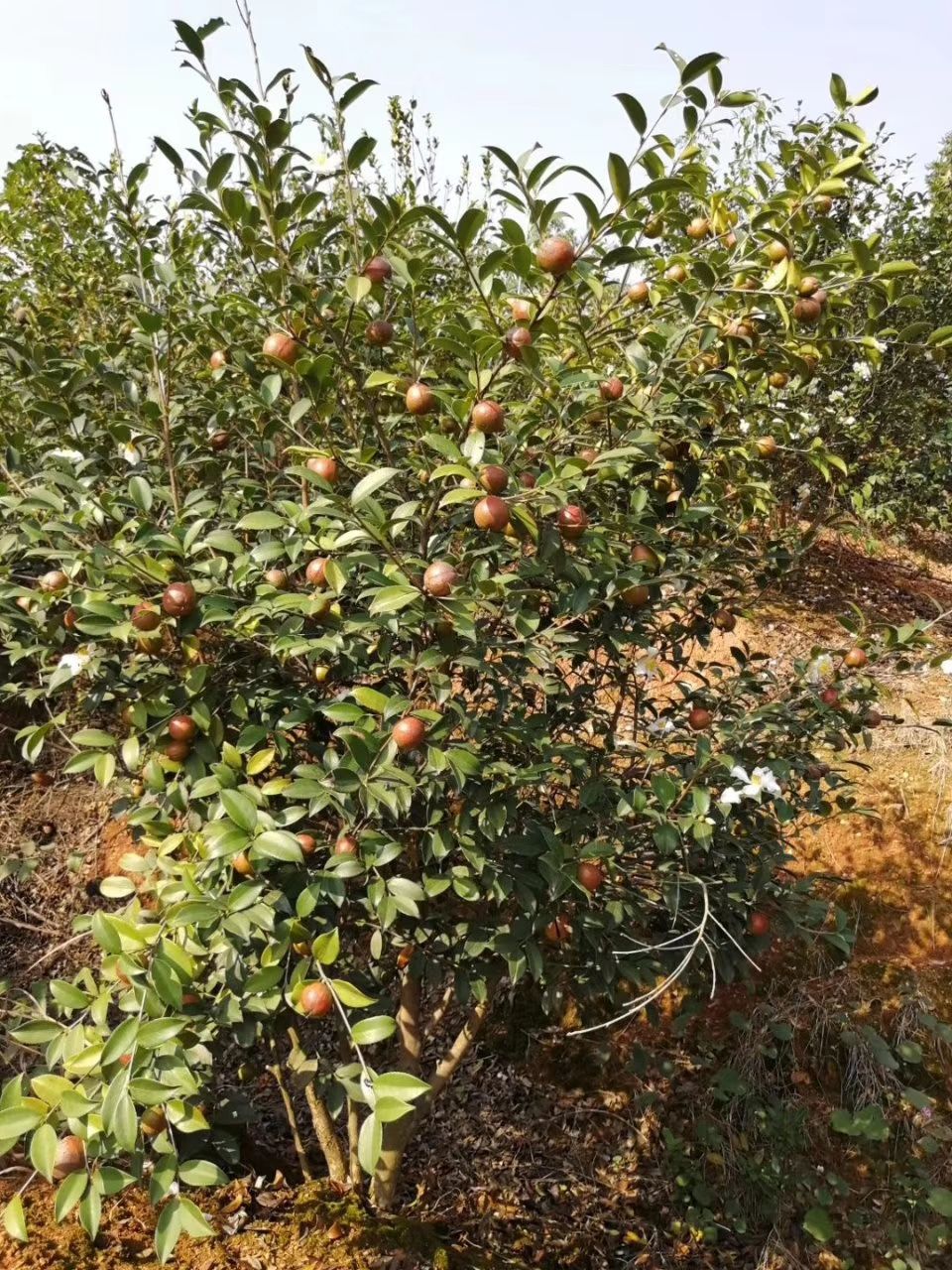 野生山茶油 茶油