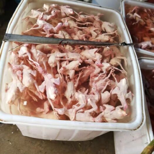 固始县肉鸽蛋 食用 箱装