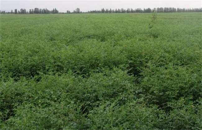 高台县 种植3年甘草出售100吨左右