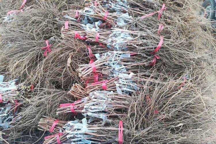 午夜美人葡萄苗 嫁接苗早熟 天然无核 极耐储运 丰产 品质优 种植比较简单