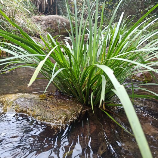 泸溪县 石菖蒲龙根菖蒲水培鱼缸龟池绿植假山造景