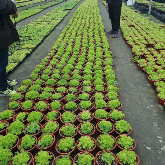 德州 防草布-打孔防草布-花卉种植防草地布-户外防草布使用年限高