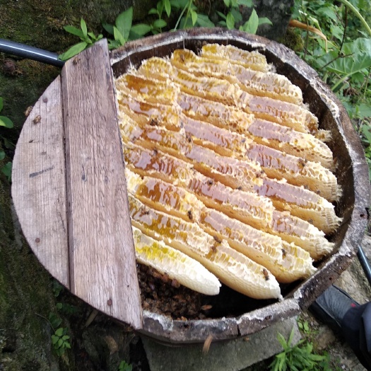 石柱 土蜂蜜