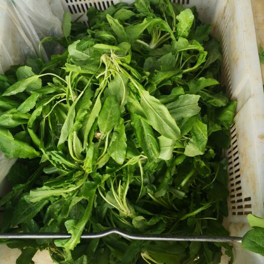 富民县 新鲜荠菜，长年有货
