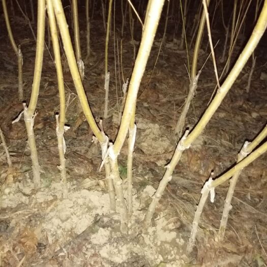 周口北京14号桃苗 北京早玉