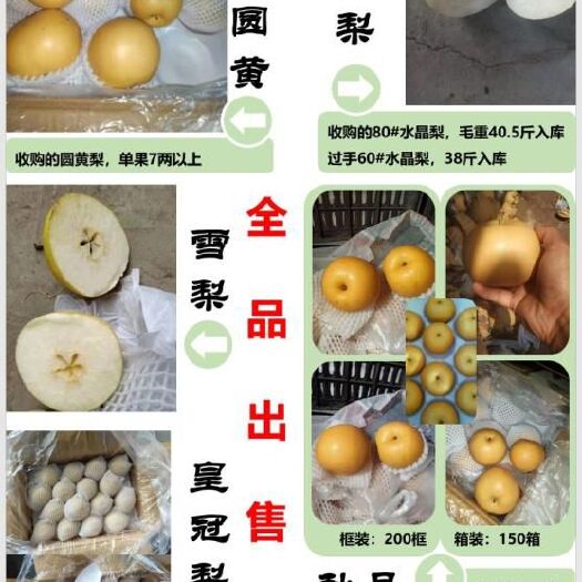 赵县 以优质梨果，合理价格欢迎天下客商光临指导，合作共赢