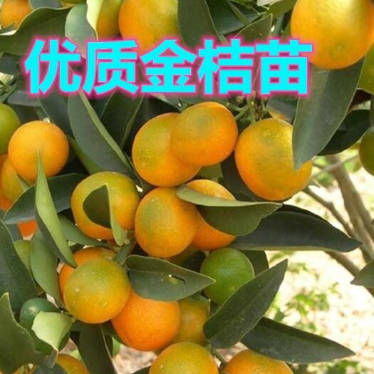 平邑县 金桔苗嫁接橘子树苗盆栽地栽南北方种植橘子苗当年结果现挖现发