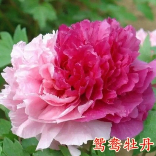 平邑县 精品观赏牡丹花苗:包成活包品种基地直销包邮