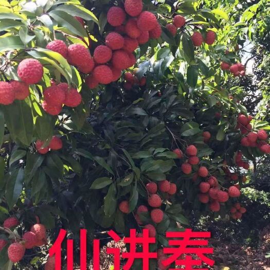 灵山县仙进奉荔枝苗 容易管理，产量超高，