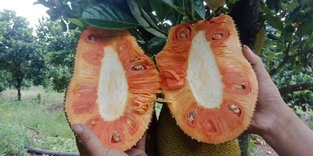 麻栗坡县 越南正宗红心菠萝蜜