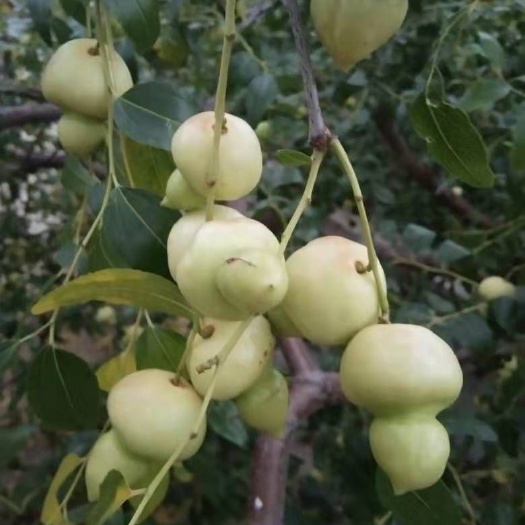 平邑县 葫芦枣树苗