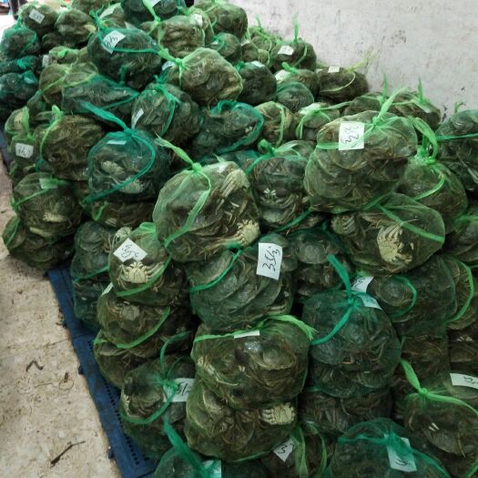 洪湖市 洪湖清水大闸蟹满高满黄1.5母到35母都有货！