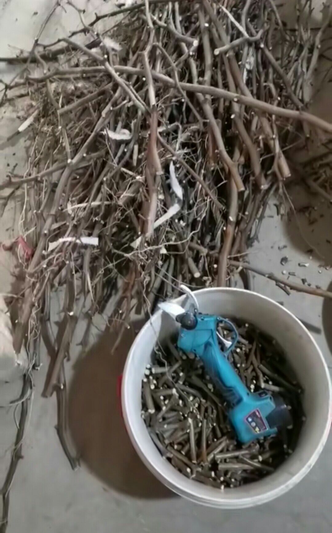 沾化冬枣2号接穗  二代接穗