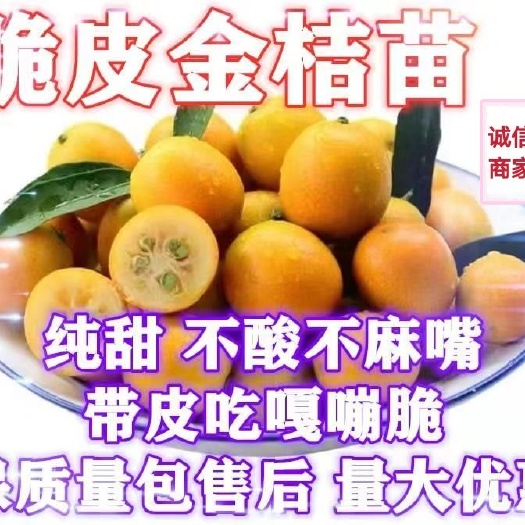 平邑县脆蜜金柑苗  脆皮金桔，蜜糖金桔，大果甜金桔苗，带果裸根发货