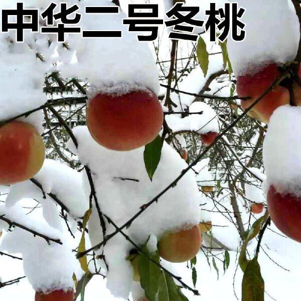  中华雪桃苗
【卖家承诺】货假、错、少、未按时发货赔付。