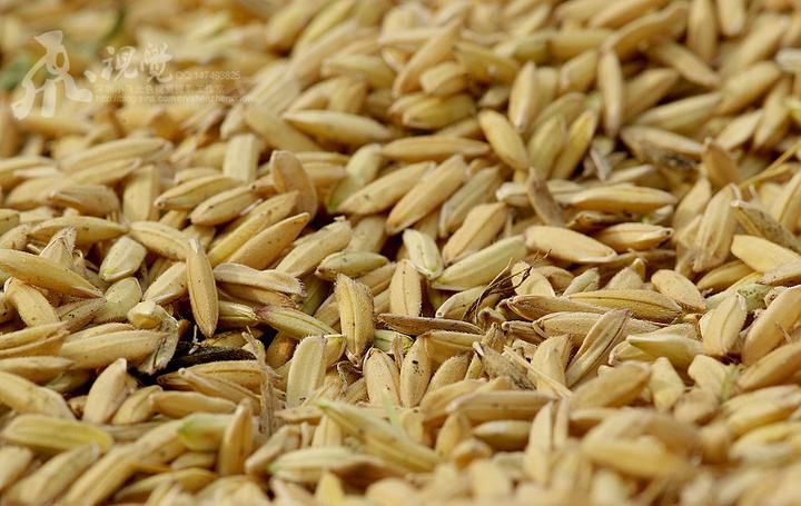 稻花香二号大米 一等品 一季稻 粳米