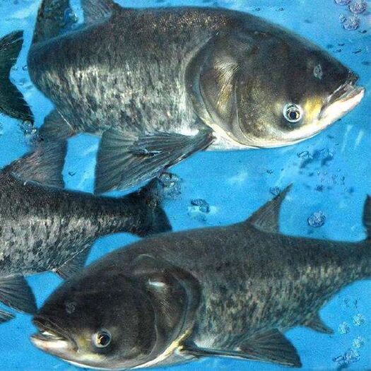 兴义市雄鱼 人放天养饮用水库花鲢