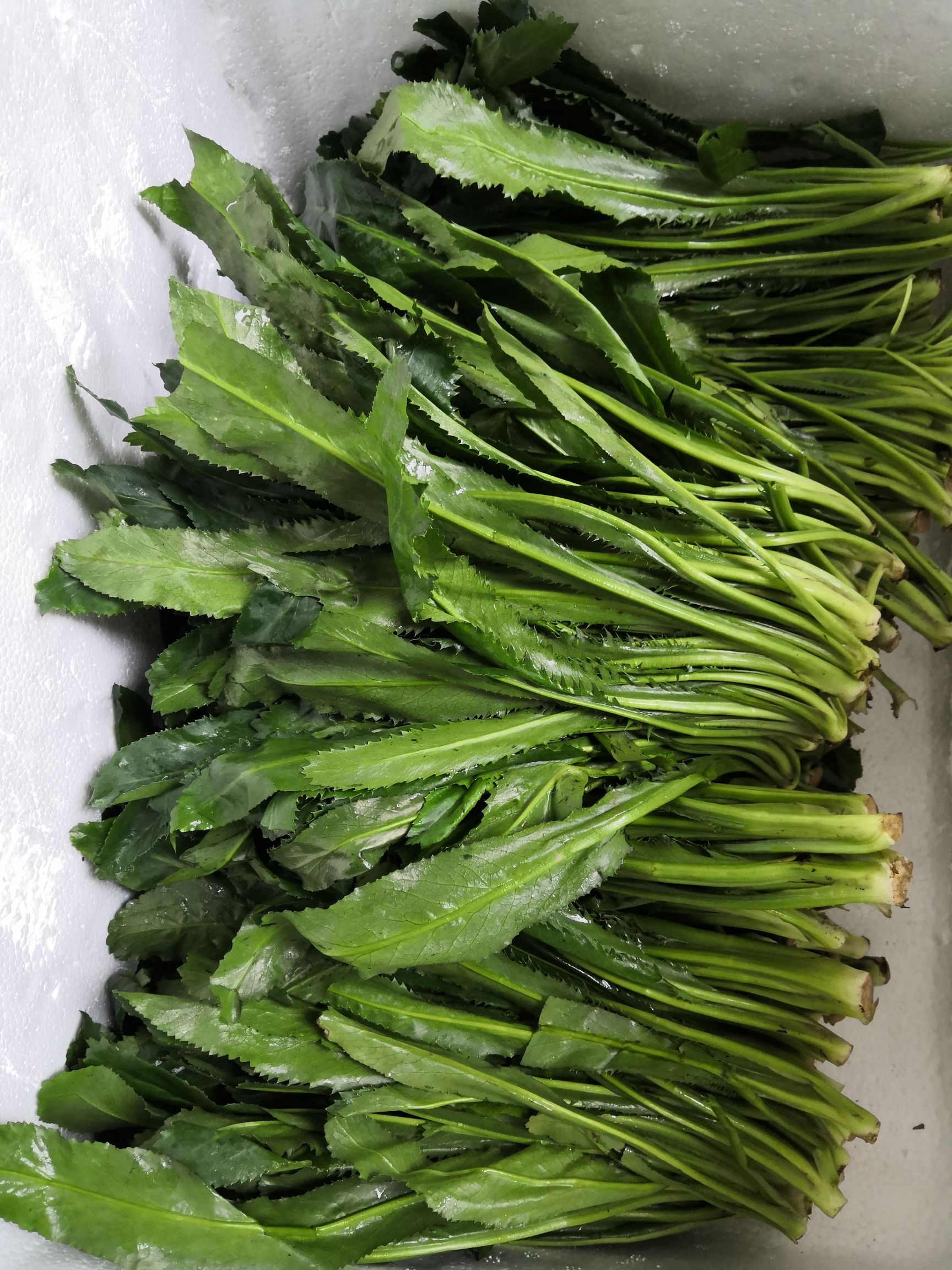 泰国香菜5斤包邮元西新鲜芫荽越南鹅芥野芫莤