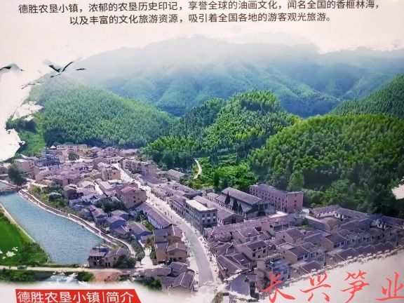黎川县普通茶树菇  黎川德胜镇生态茶树菇