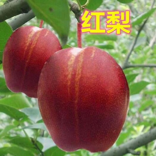 平邑县 早酥红梨苗梨树苗南北方种植庭院盆栽地栽水果苗