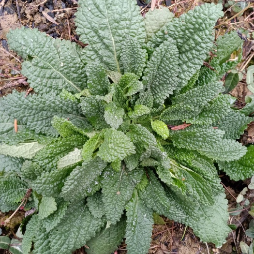 余姚市荔枝草，蛤蟆草