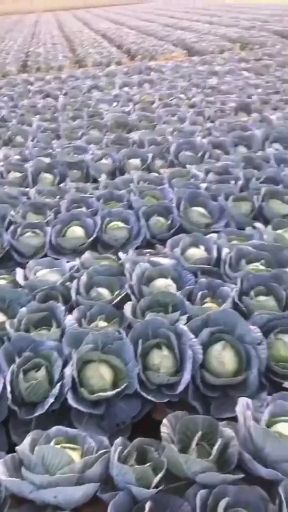 米易县绿包菜  精品甘蓝大量上市欢迎新老客户订购