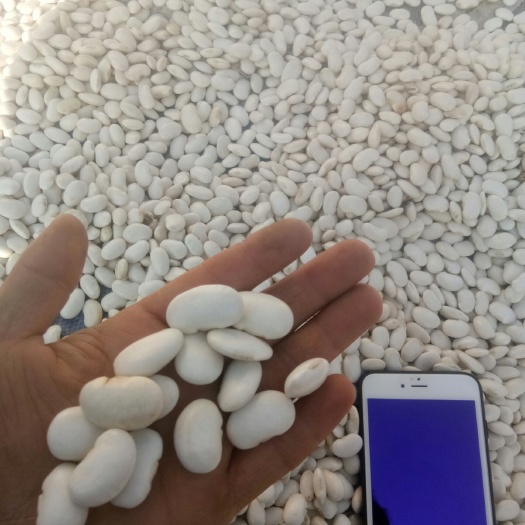 甘洛县白芸豆