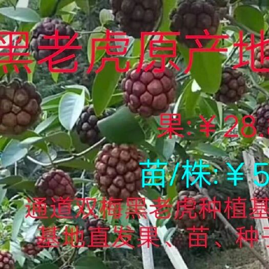 通道县黑老虎大红号  双枚黑老虎树苗(布福娜)原产地基地提供