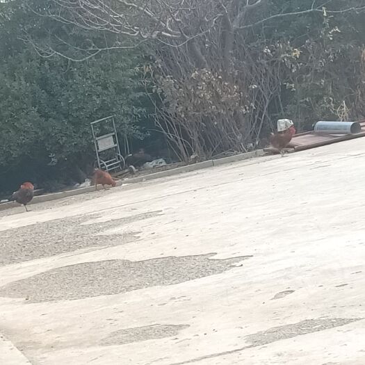 商河县 笨鸡，散养