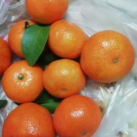 环江县沙糖桔 农家沙糖桔