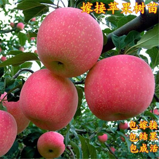 平邑县 苹果苗嫁接红富士苹果树苗包品种基地直销