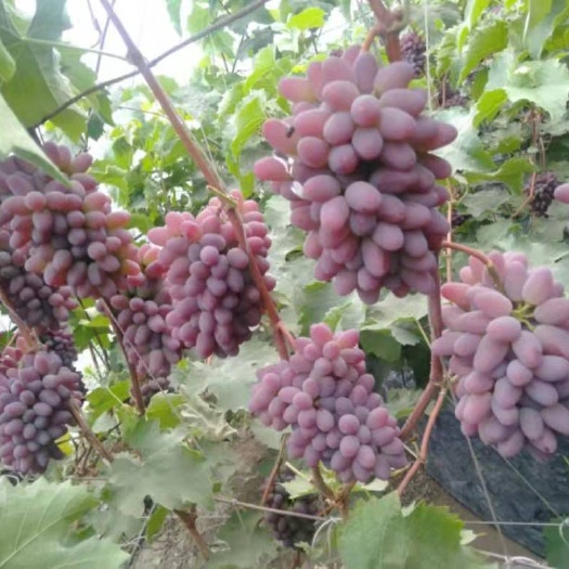 绥中县 茉莉香葡萄苗