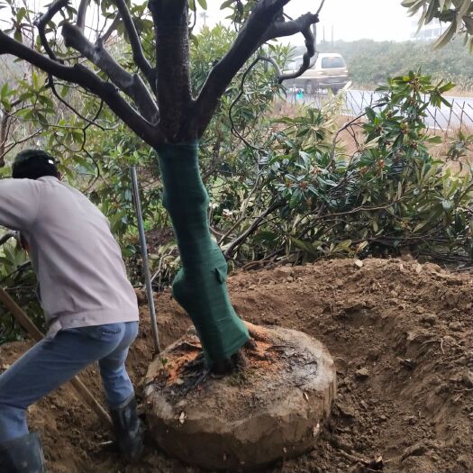 杭州塘栖白沙枇杷树 枇杷树