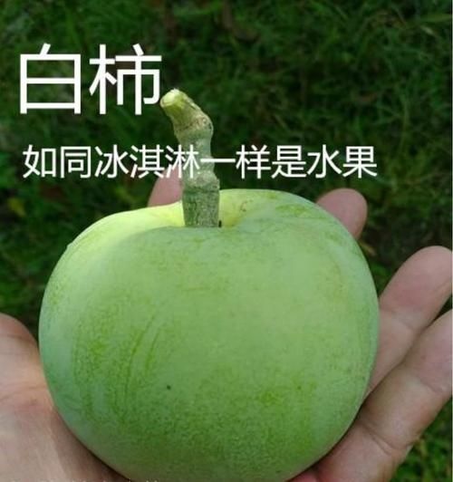 白柿苗  新品种，白柿也叫冰淇淋水果