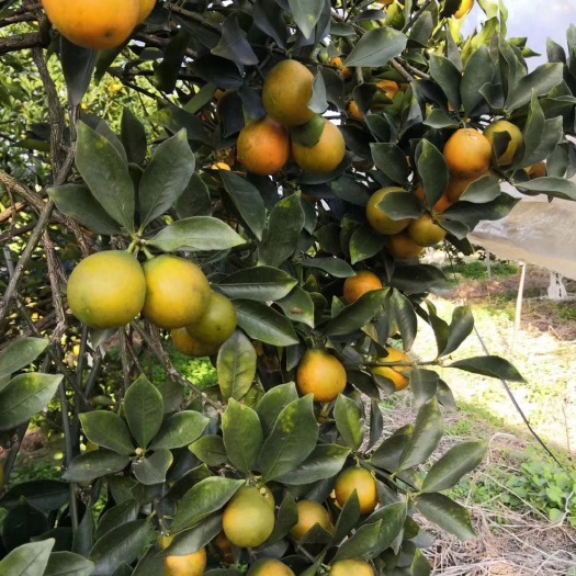 阳朔县脆蜜金柑苗  脆蜜金柑  金桔