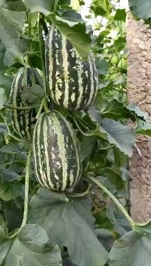 乐亭县博洋9号甜瓜 0.5斤以上