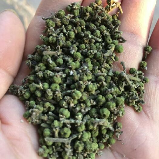 郎溪县吴茱萸种子 中花吴茱萸