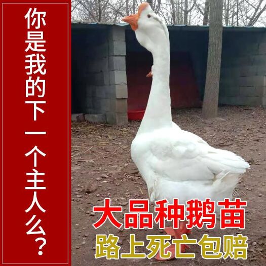 沭阳县狮头鹅苗 小鹅仔活体仔纯苗种灰狮头鹅网红大白鹅宠物鹅网红鹅活苗家养零售
