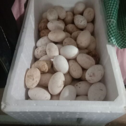 菏泽 大三花种鹅蛋