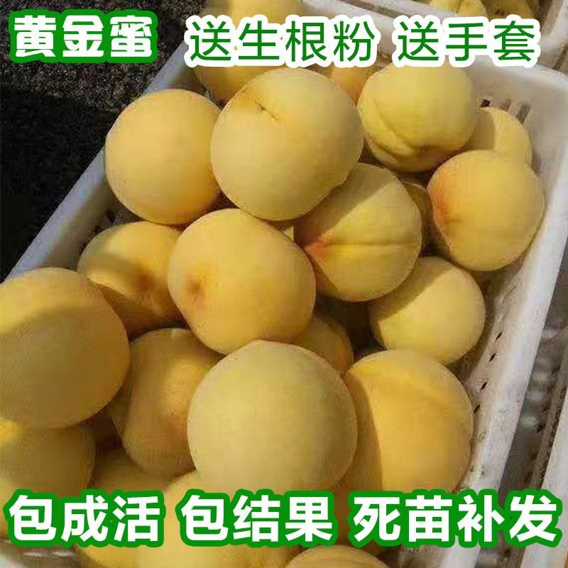 黄金蜜桃树苗 黄金密4号