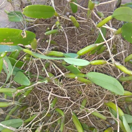 广州石橄榄 单叶中大果
