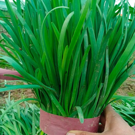 浚县大叶韭菜 头茬