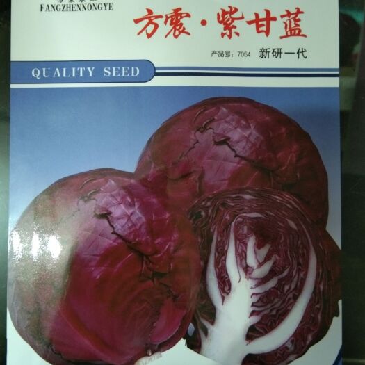 夏邑县 紫甘蓝种子