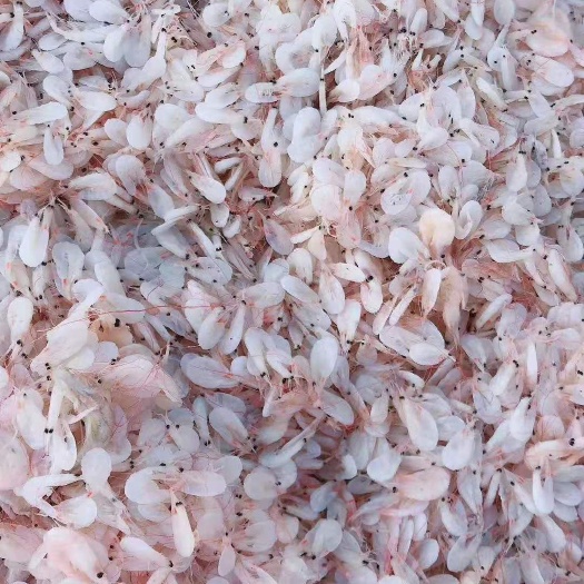 滨州 虾皮