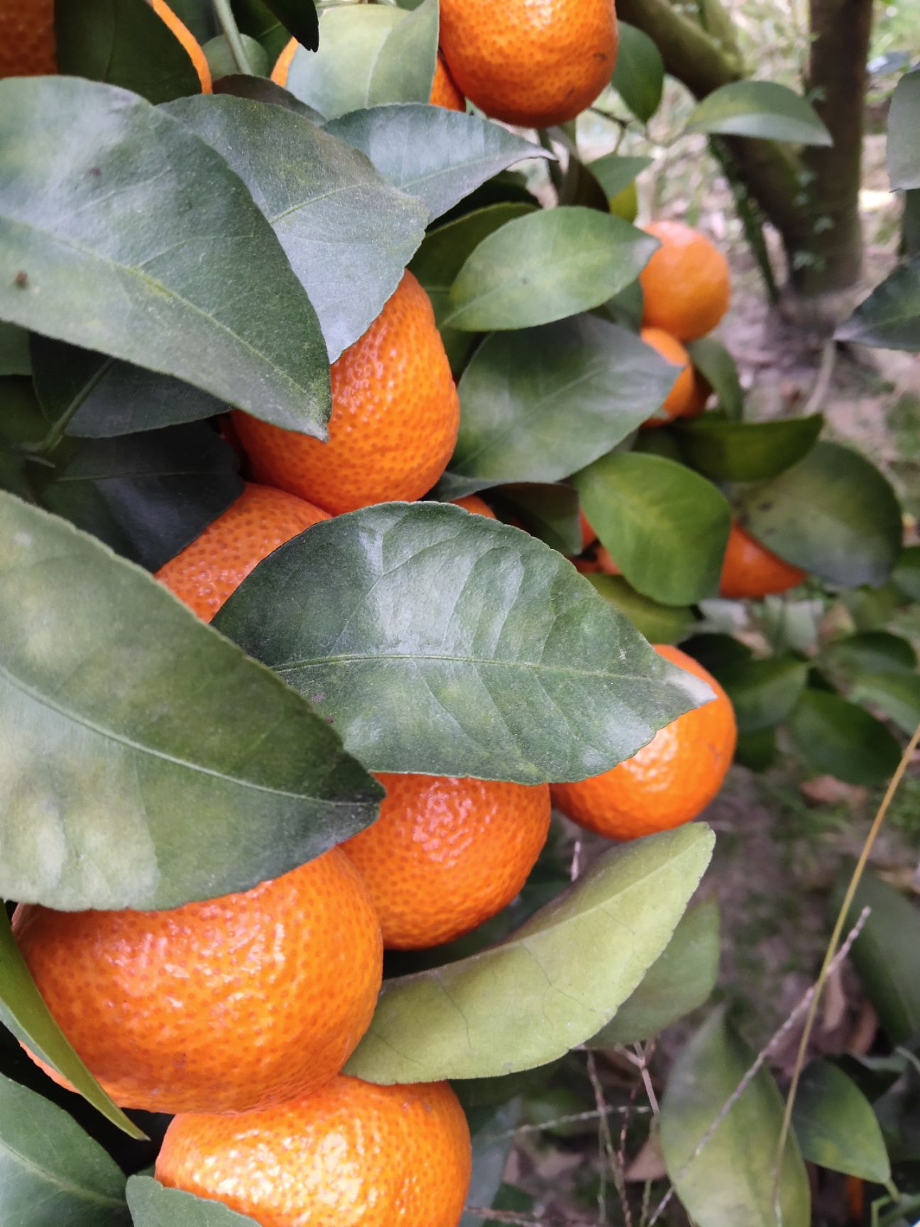 沙糖桔 永福富硒